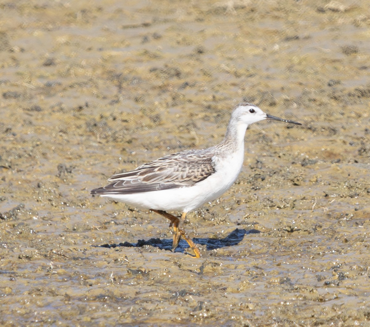 Wilson's Phalarope - ML641880986
