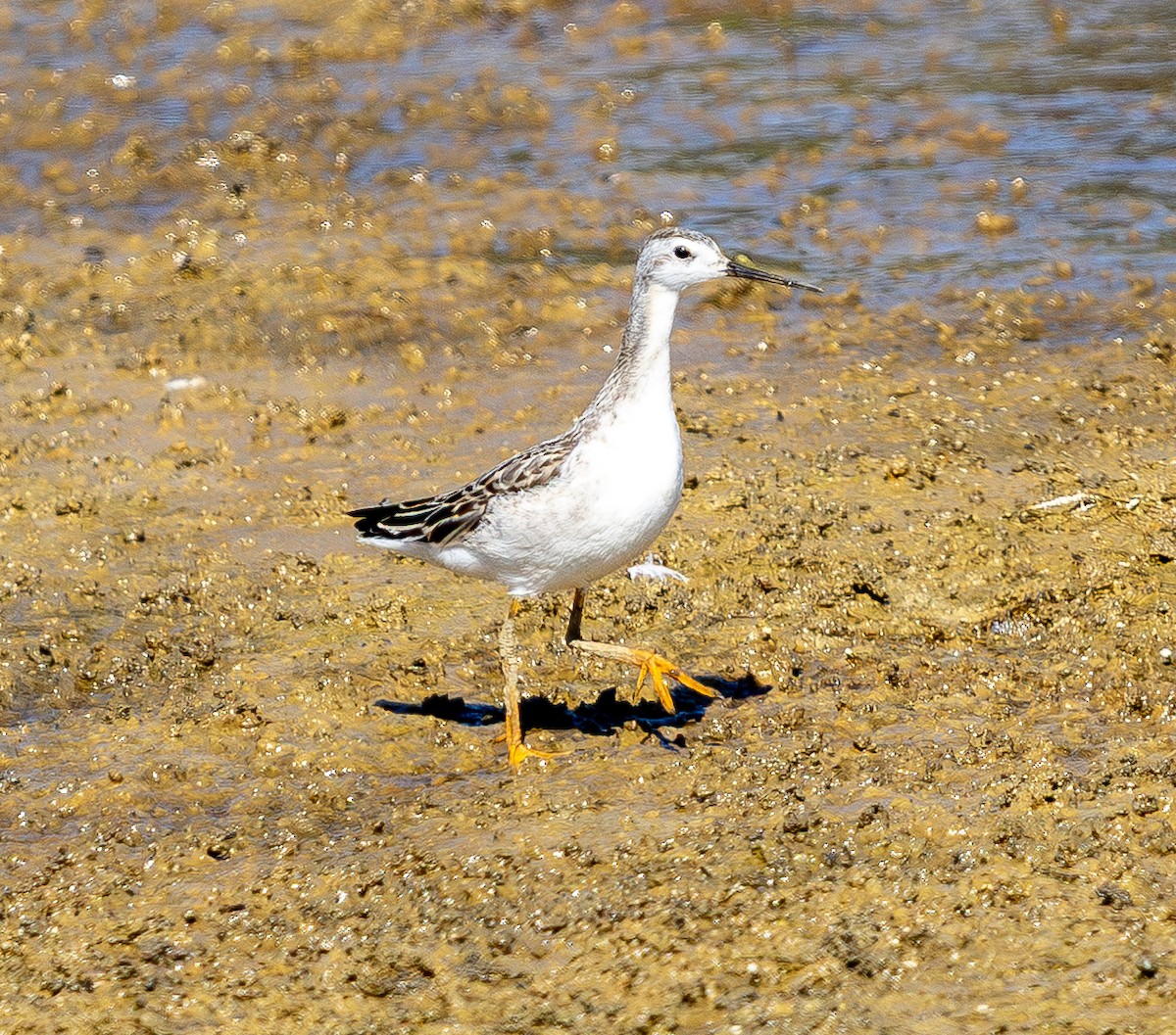Wilson's Phalarope - ML641880987