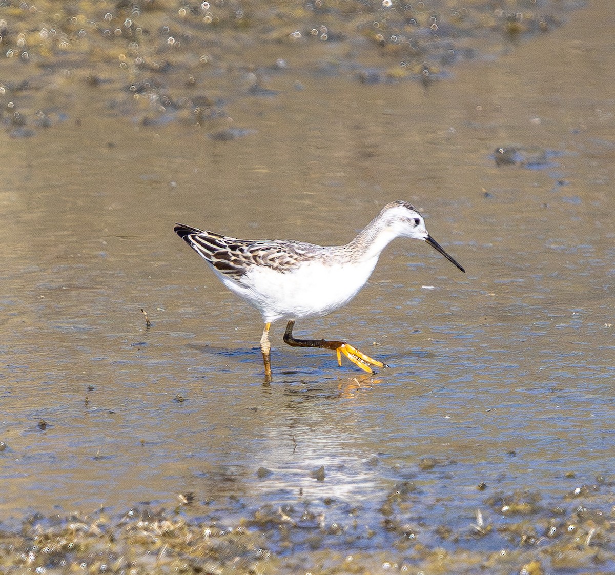 Wilson's Phalarope - ML641880988