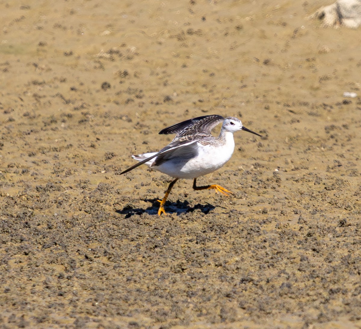 Wilson's Phalarope - ML641880989