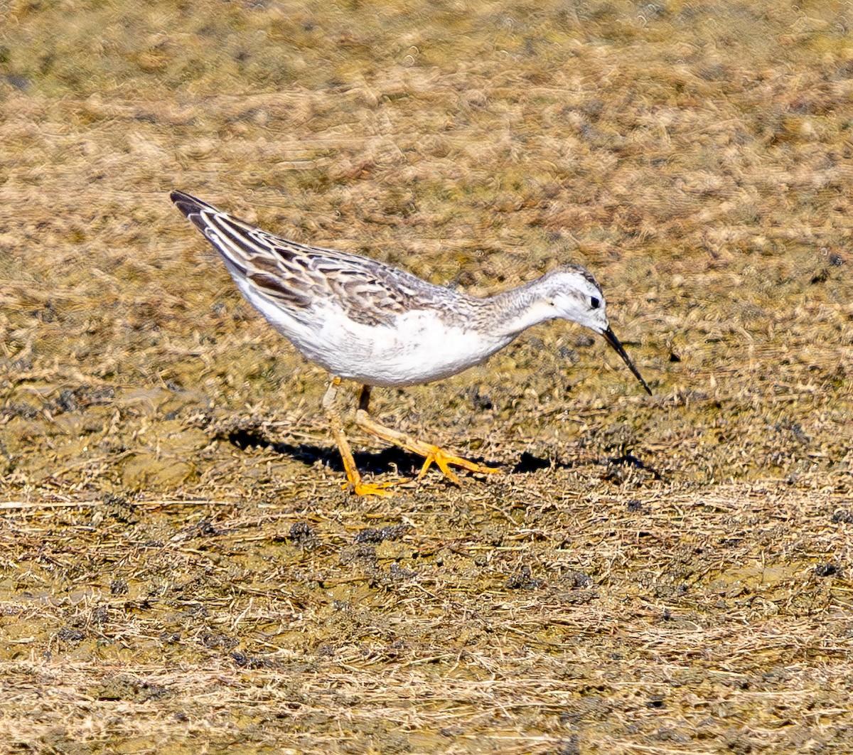 Wilson's Phalarope - ML641880990
