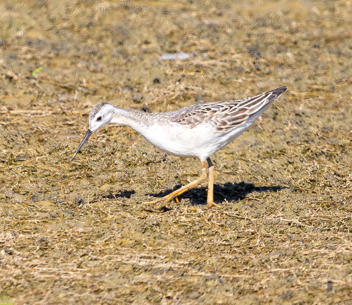 Wilson's Phalarope - ML641880992