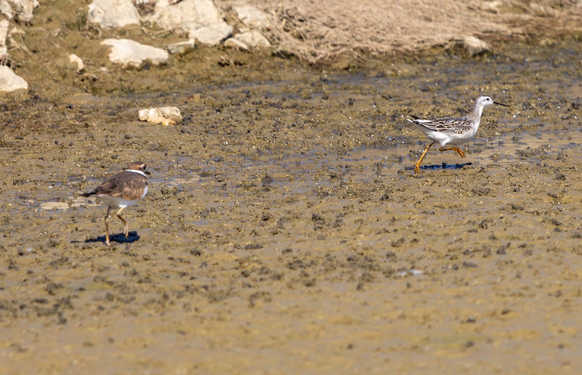 Wilson's Phalarope - ML641880995