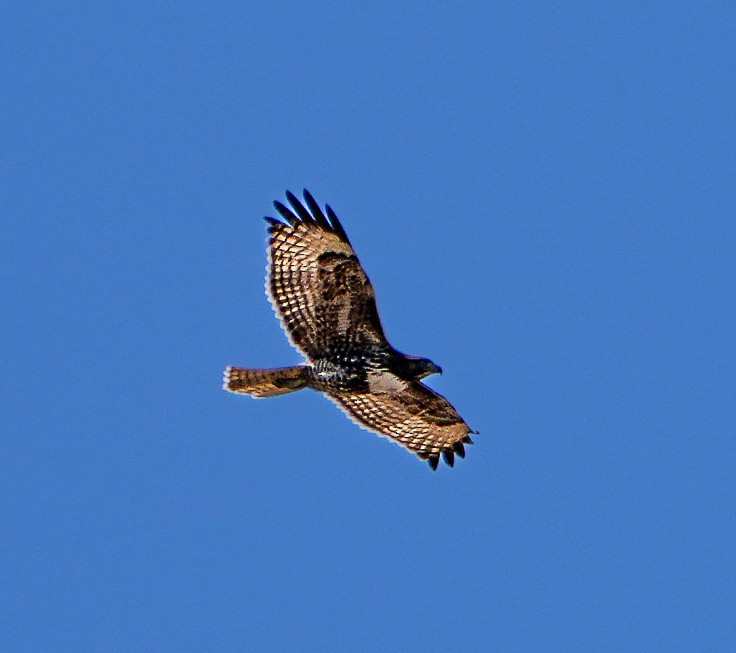 Red-tailed Hawk (calurus/alascensis) - ML641880998