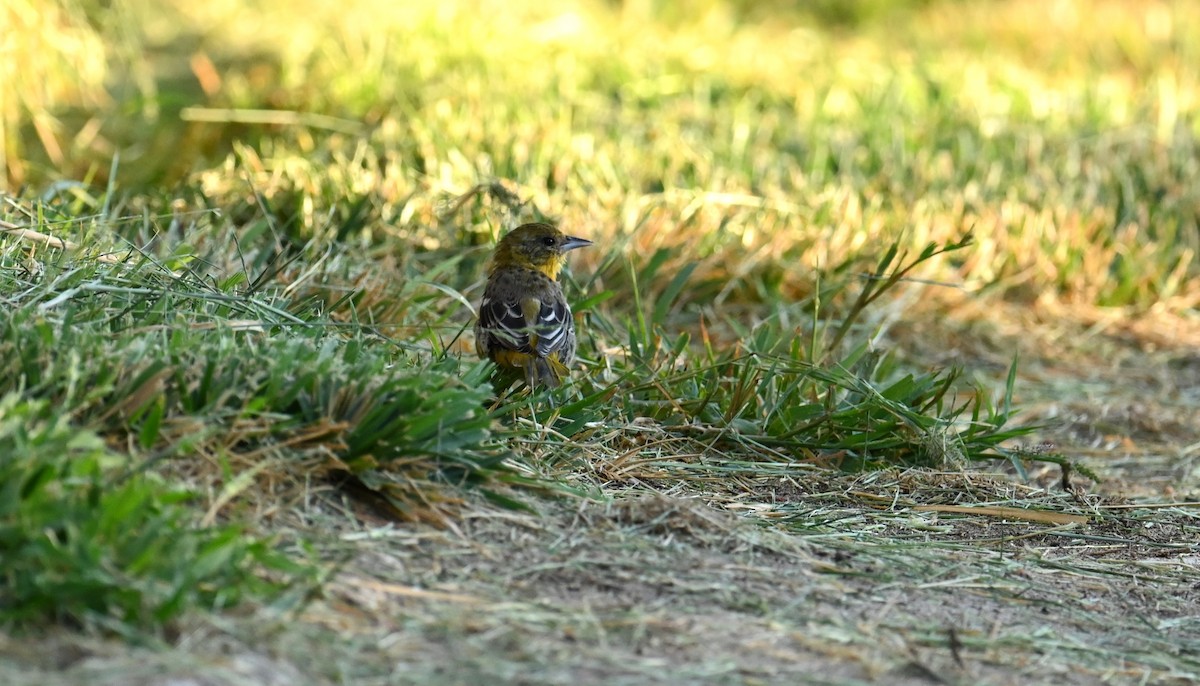 Baltimore Oriole - ML641880999