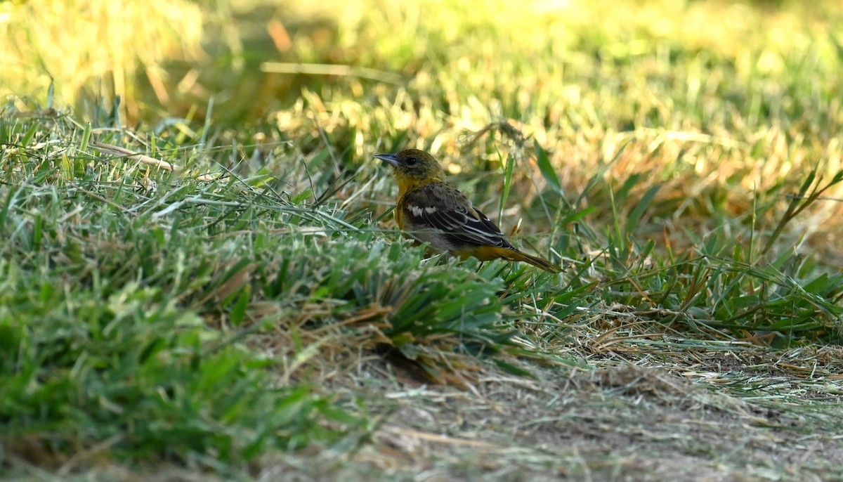 Baltimore Oriole - ML641881009