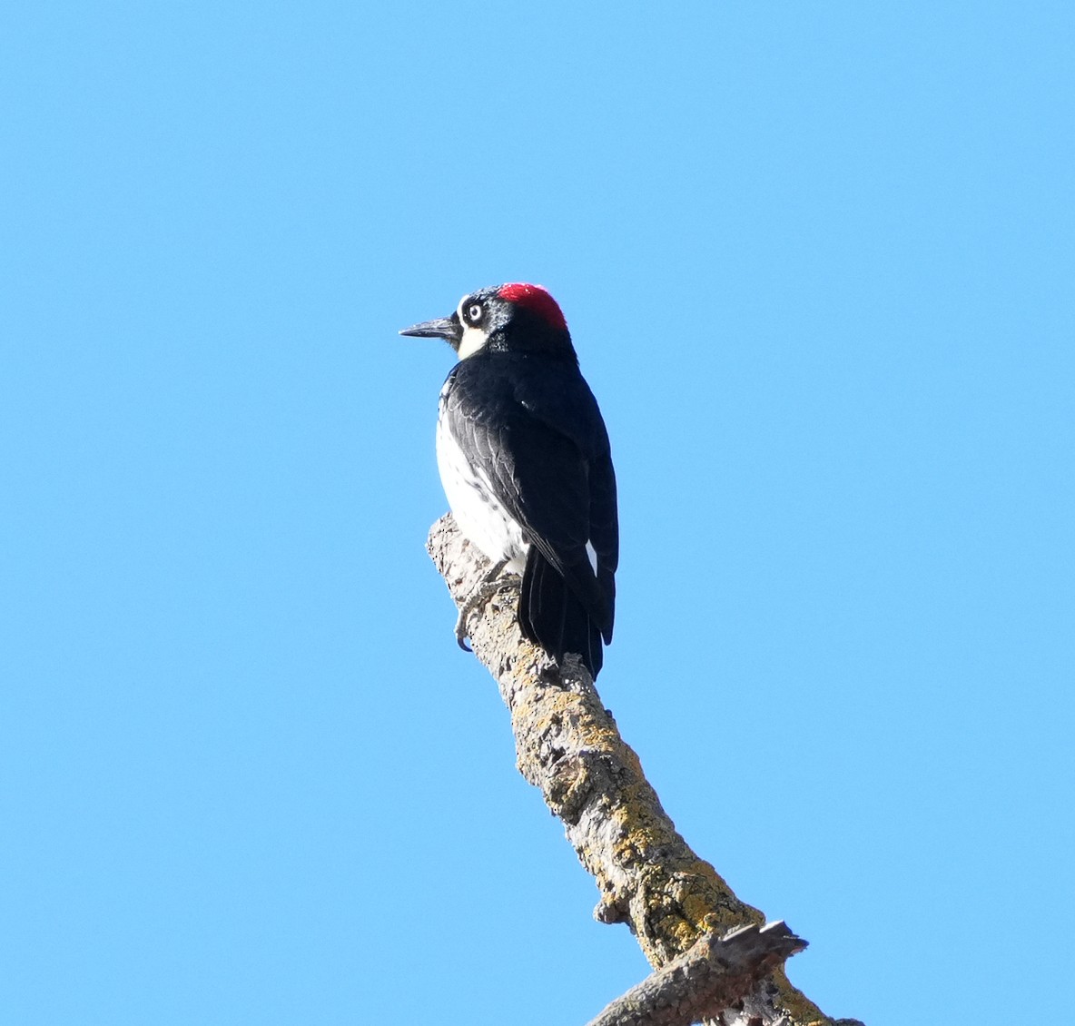 Acorn Woodpecker (Acorn) - ML641881011
