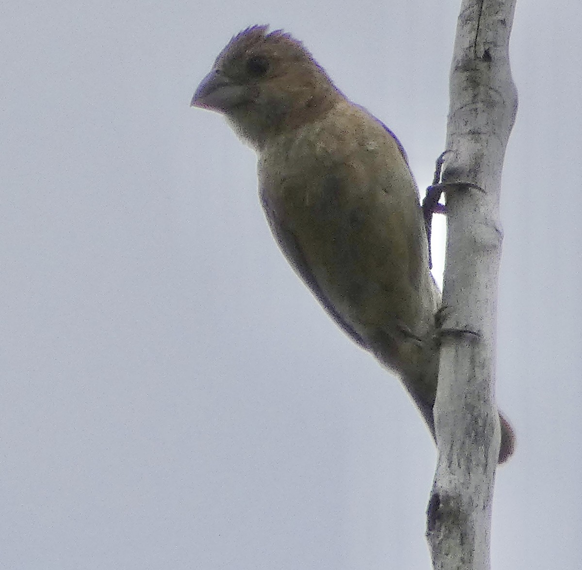 Blue Grosbeak - ML641881014