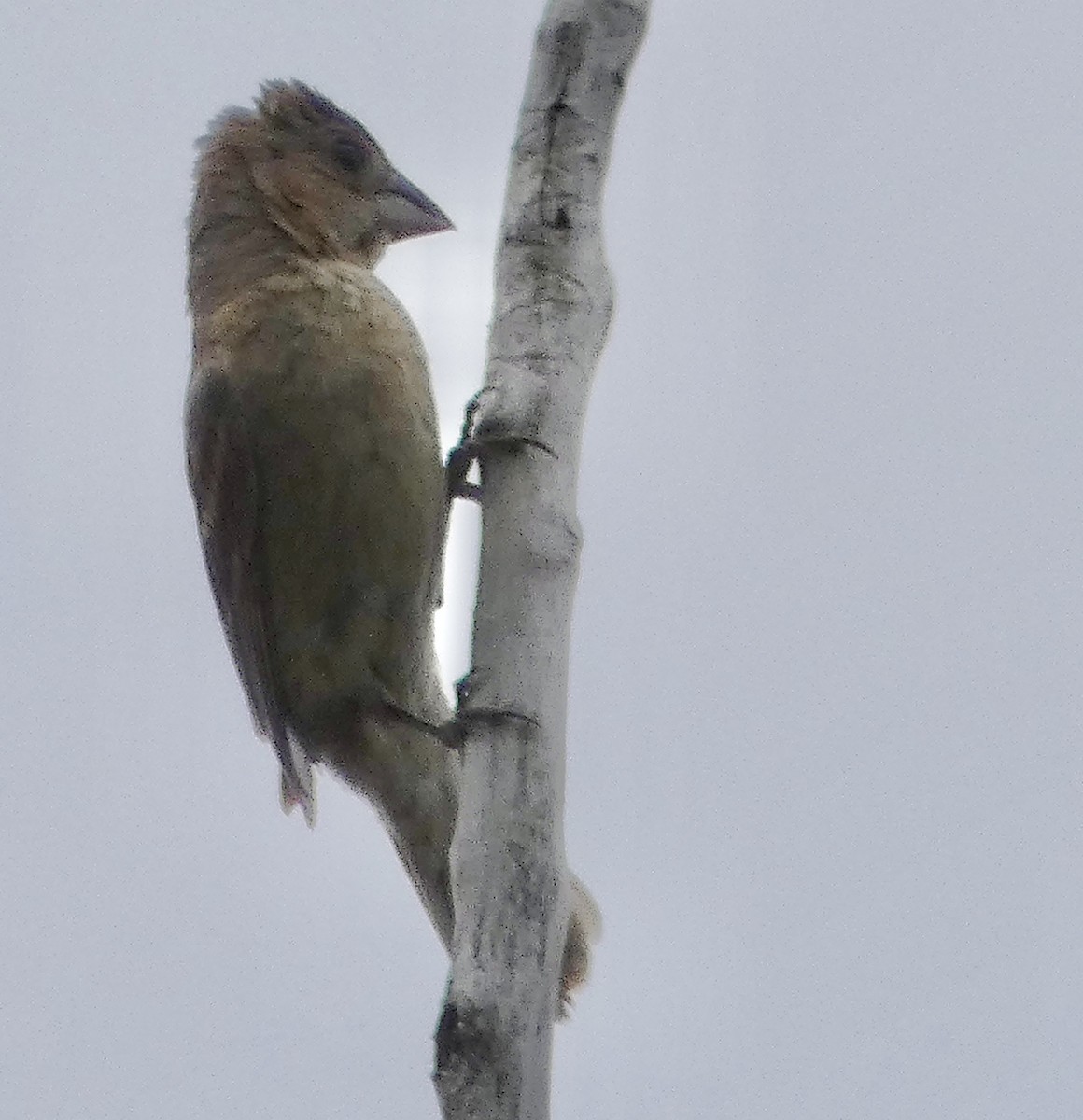 Blue Grosbeak - ML641881015