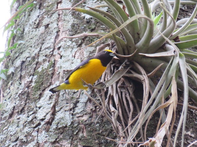 Purple-throated Euphonia - ML641881036