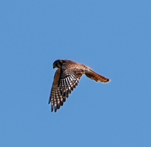 American Kestrel - ML641881038