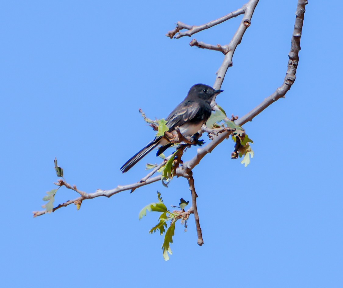 Black Phoebe (Northern) - ML641881043