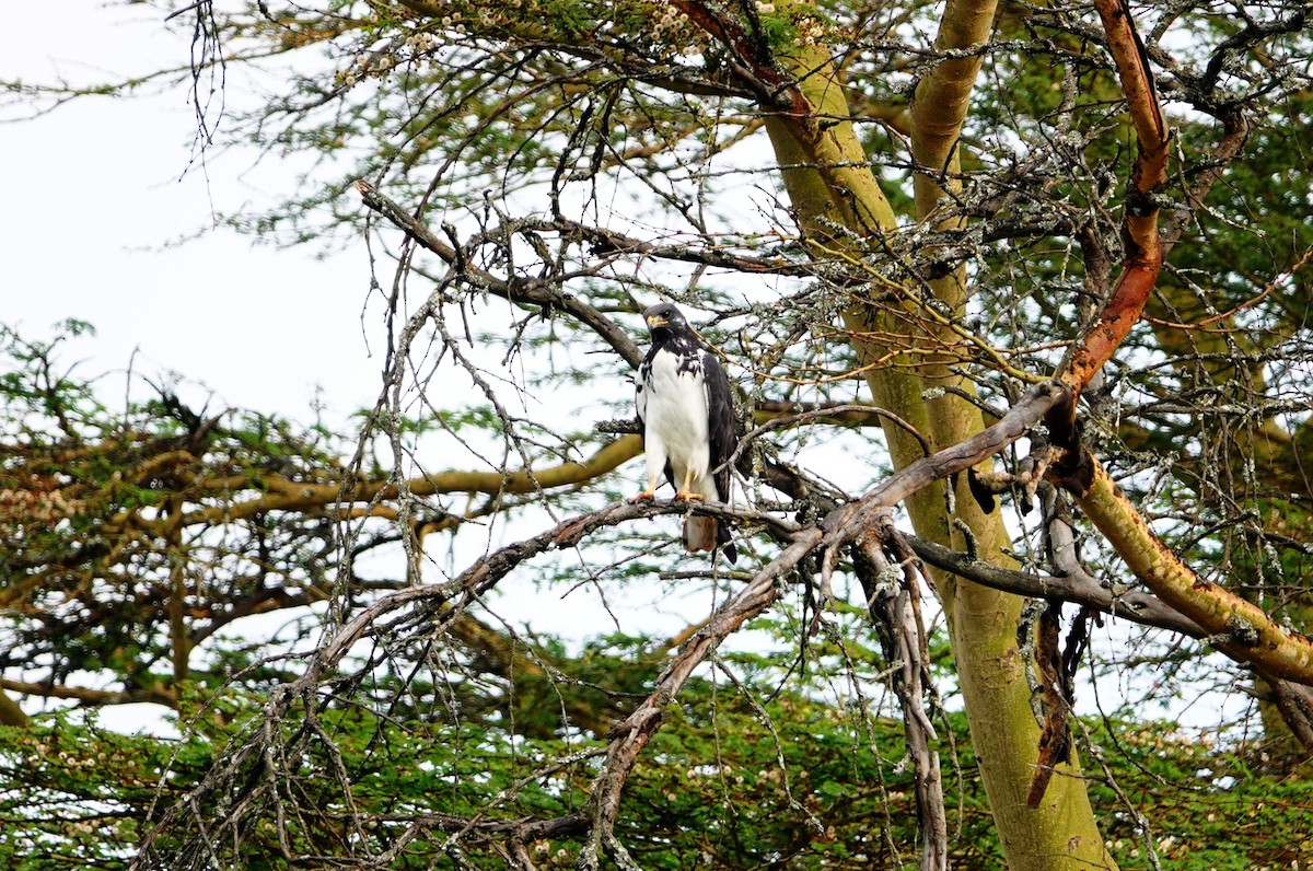 Augur Buzzard (Augur) - ML641881050
