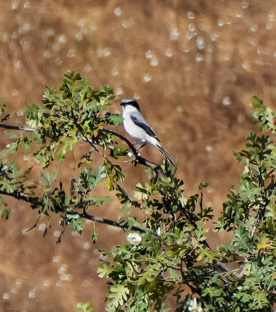 Loggerhead Shrike - ML641881053