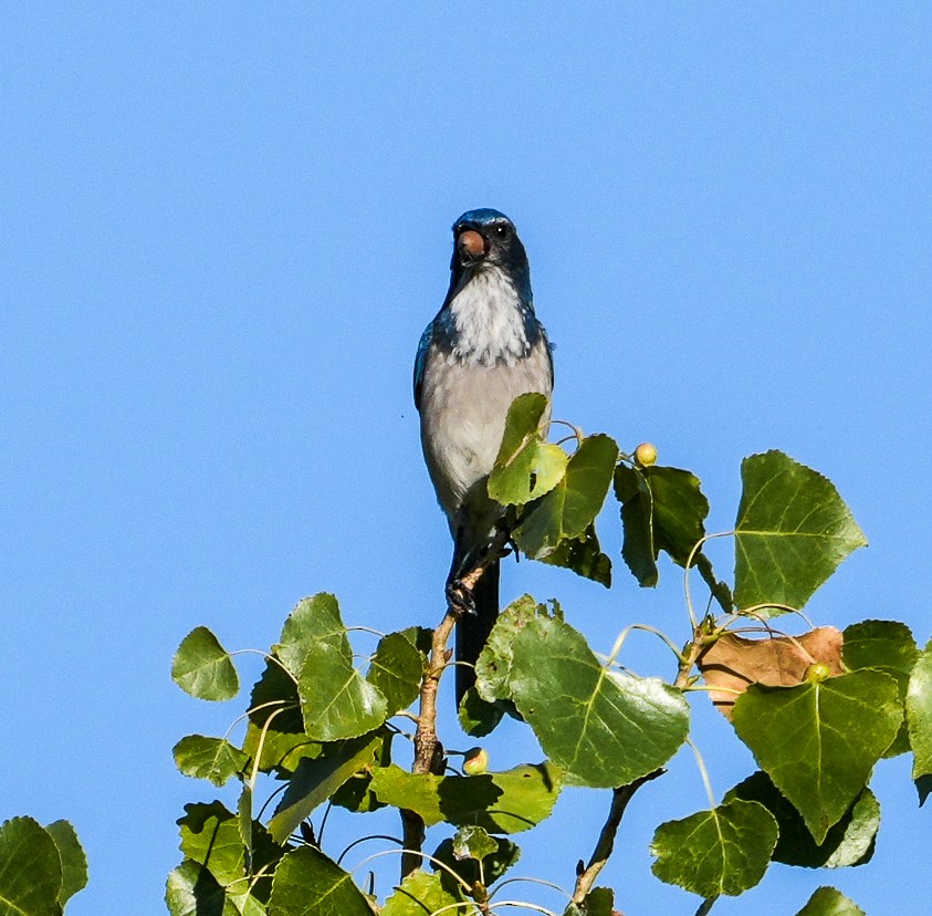 California Scrub-Jay - ML641881063