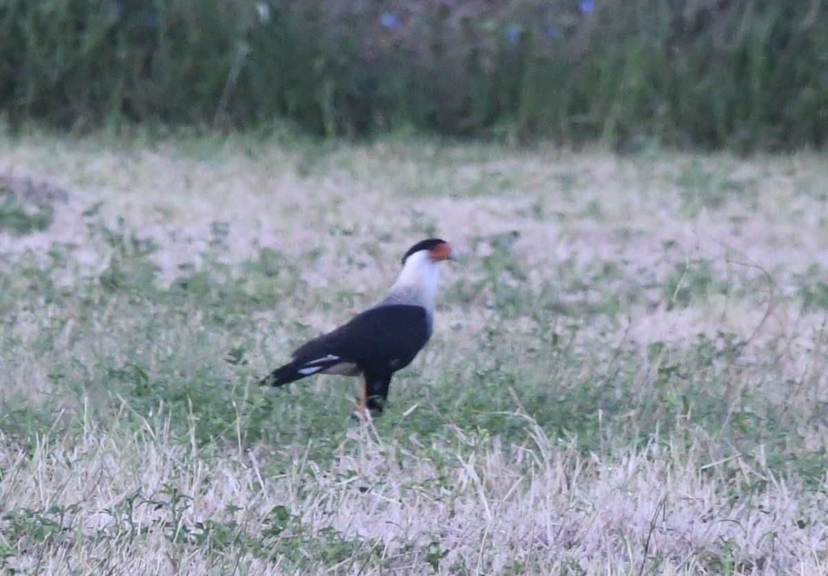 Crested Caracara - ML641881079