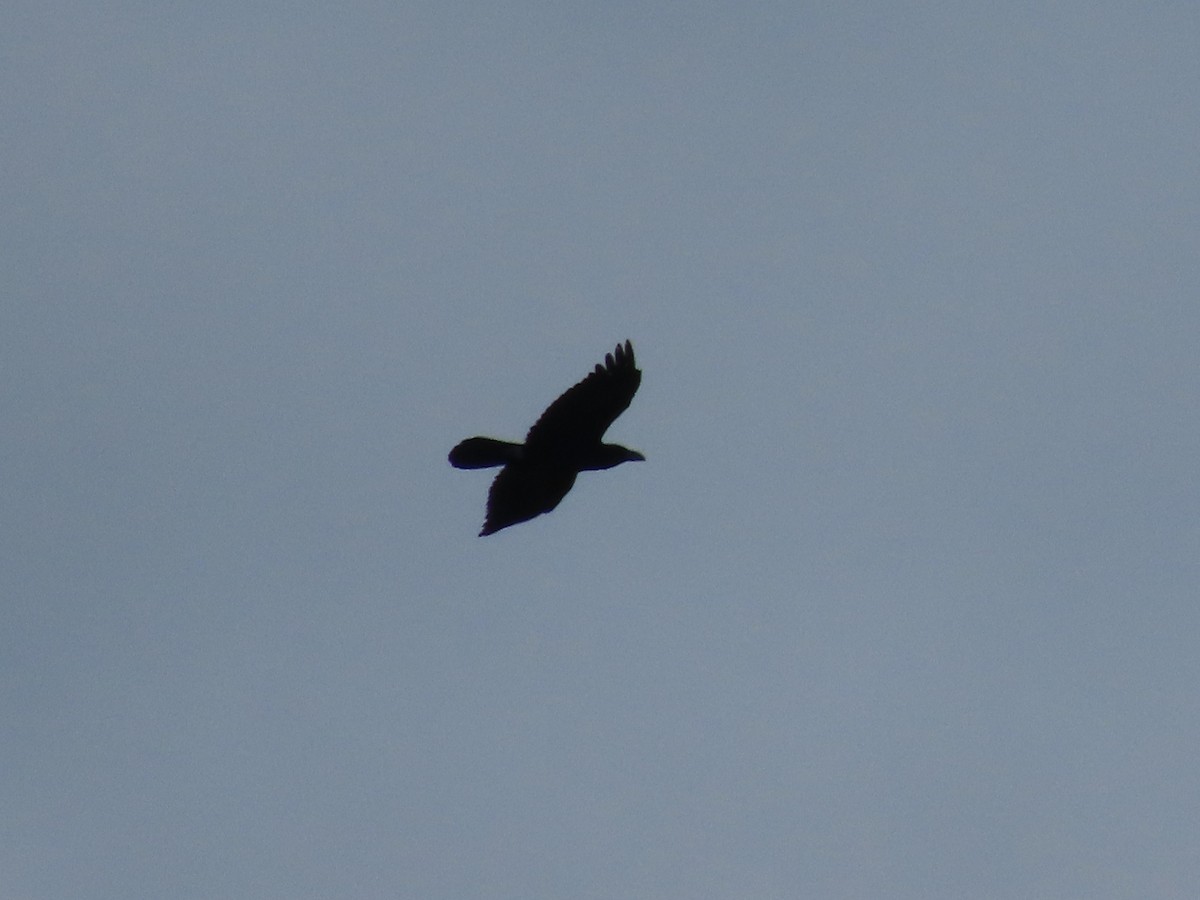 Common Raven - ML641881081