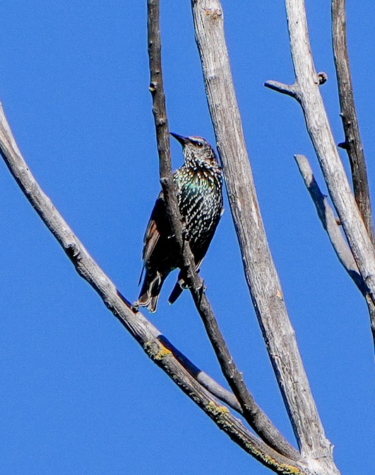 European Starling - ML641881083