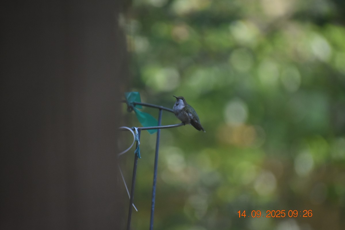 Ruby-throated Hummingbird - ML641881084