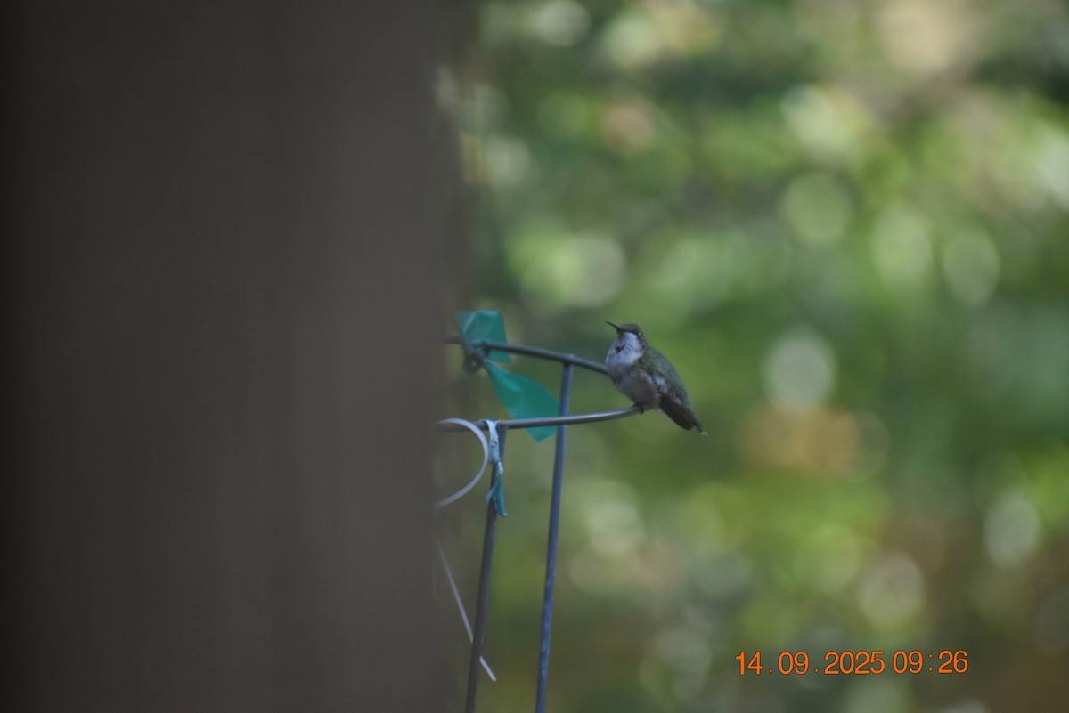 Ruby-throated Hummingbird - ML641881085