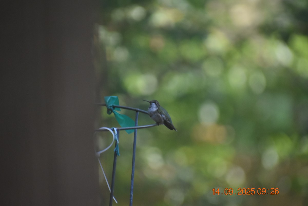 Ruby-throated Hummingbird - ML641881086