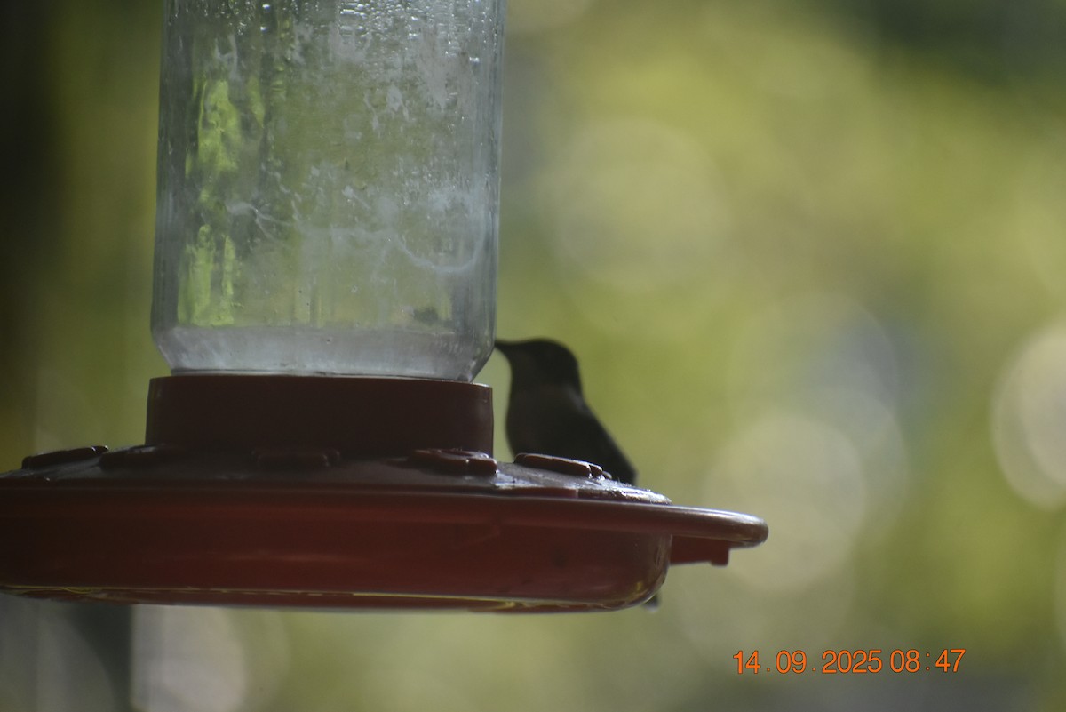 Ruby-throated Hummingbird - ML641881087