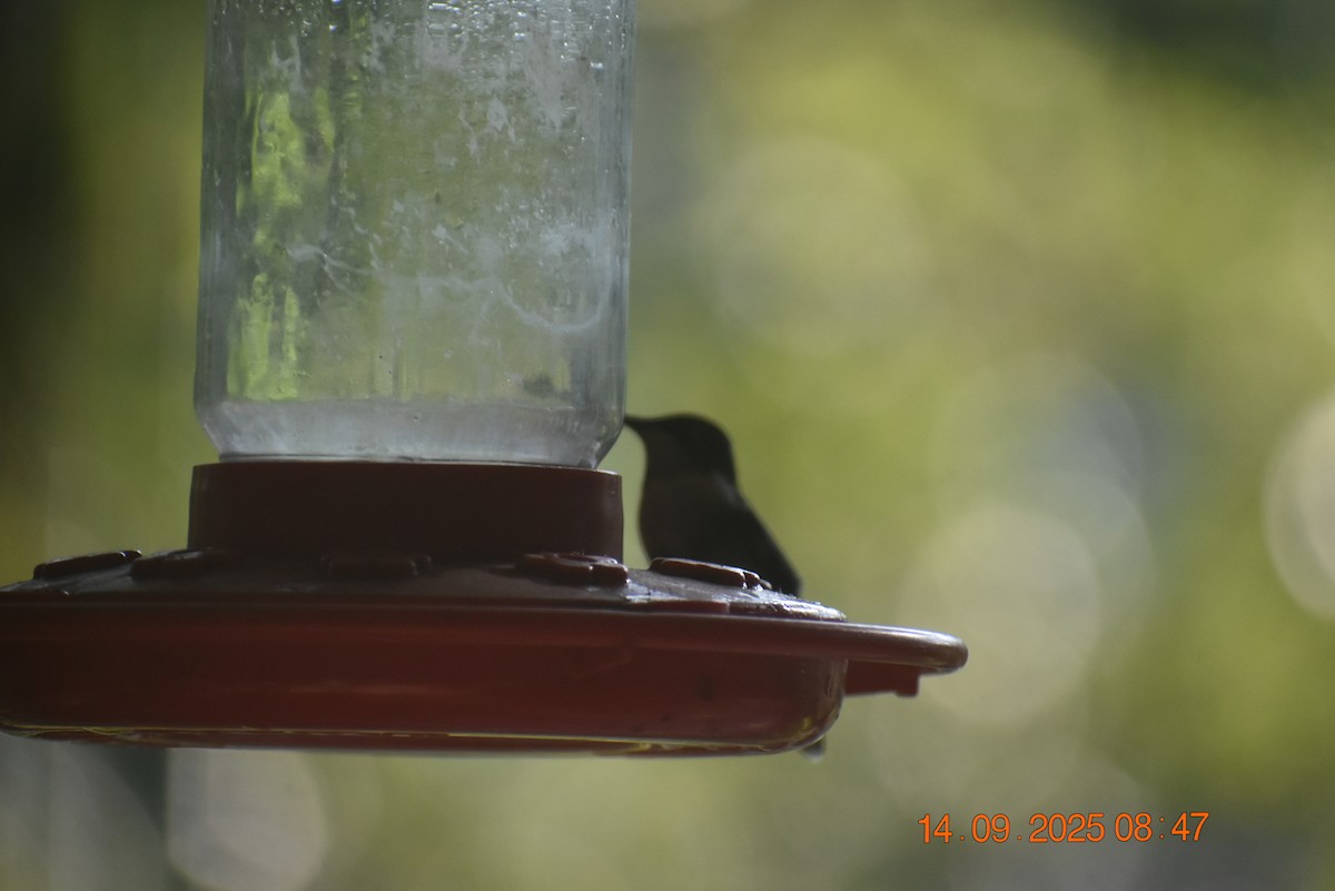 Ruby-throated Hummingbird - ML641881088