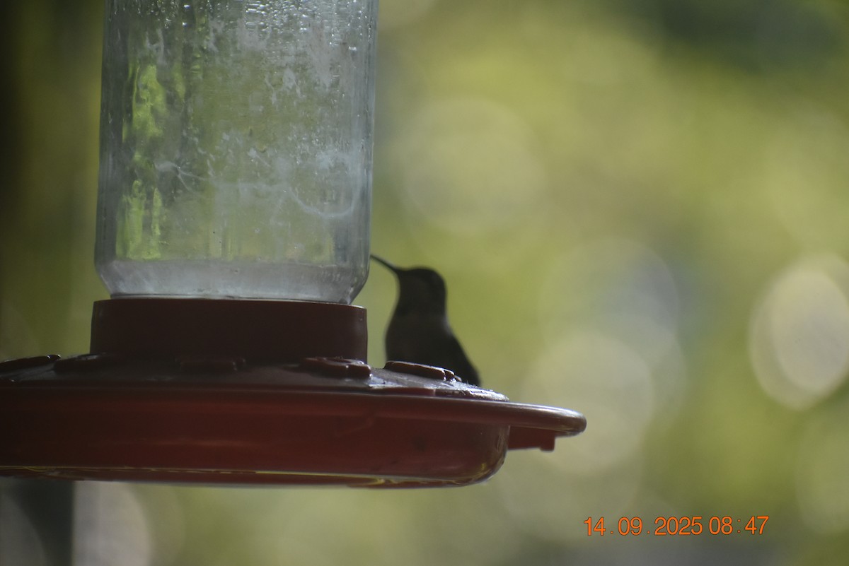 Ruby-throated Hummingbird - ML641881089