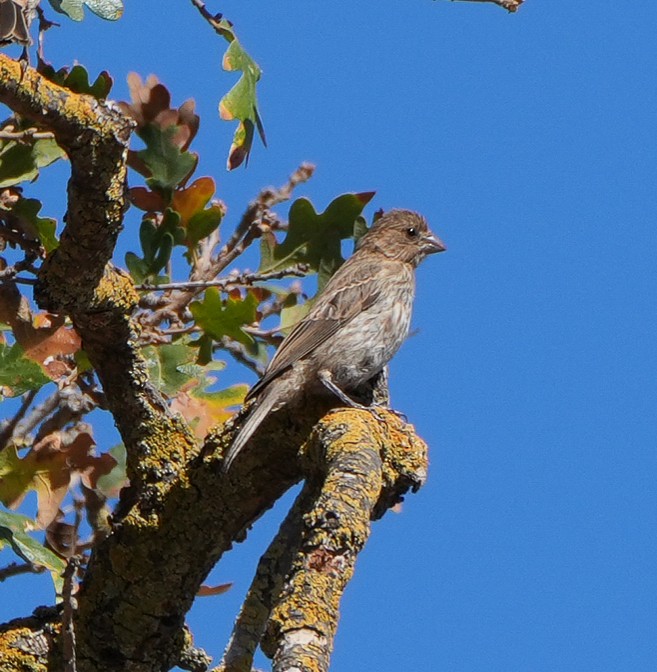House Finch - ML641881094
