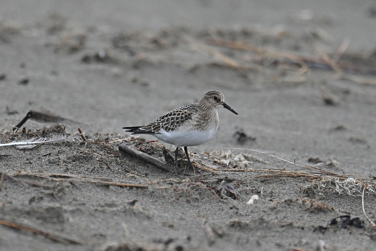 Baird's Sandpiper - ML641881095