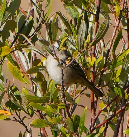 White-crowned Sparrow - ML641881098