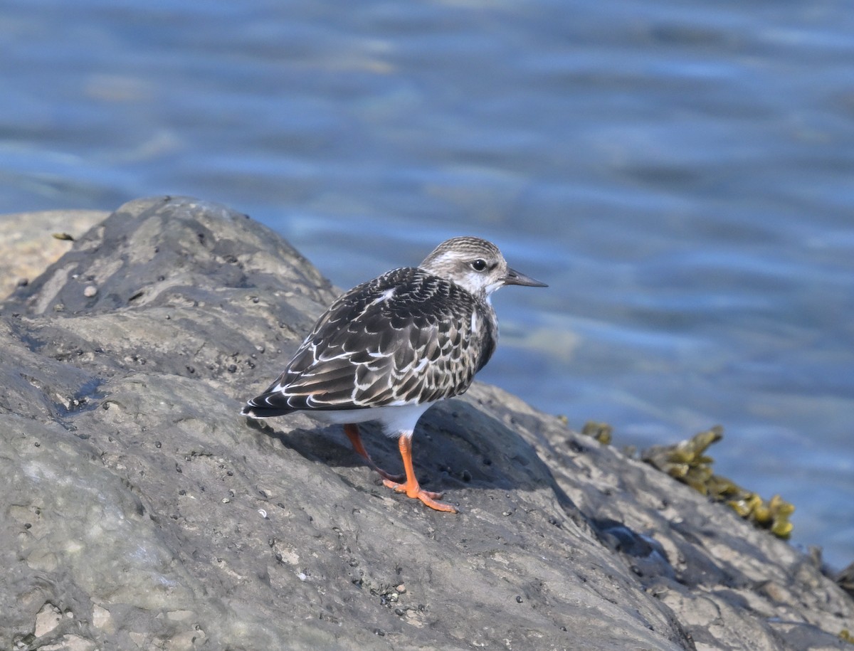Ruddy Turnstone - ML641881109