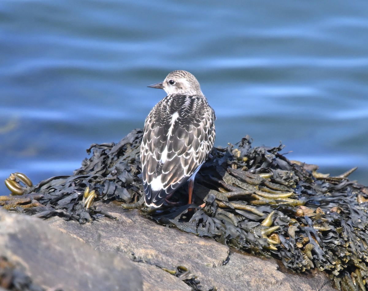 Ruddy Turnstone - ML641881112