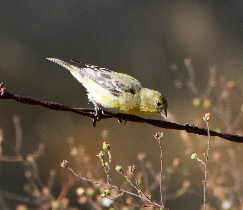 Lesser Goldfinch - ML641881116
