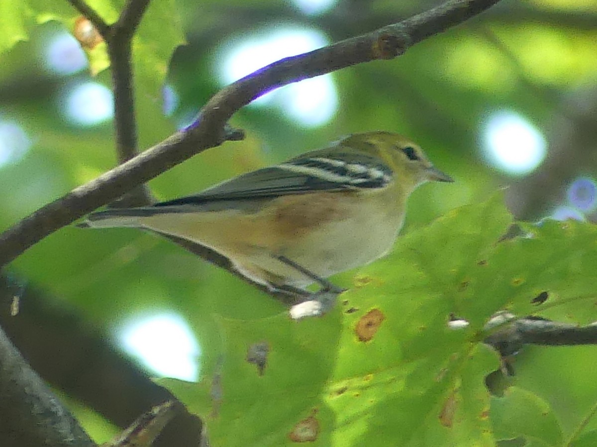 Bay-breasted Warbler - ML641881121