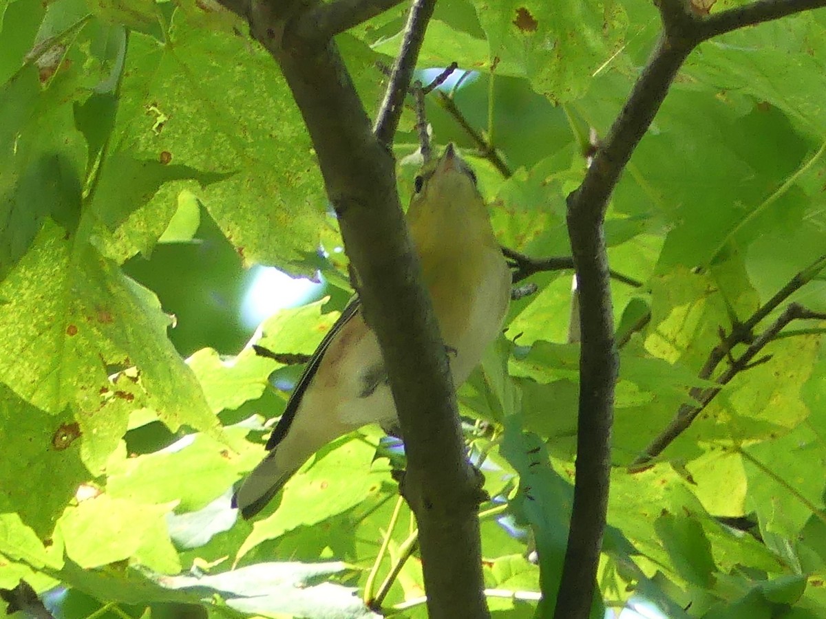 Bay-breasted Warbler - ML641881122