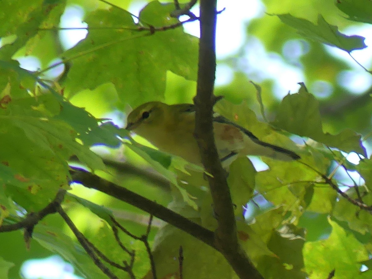 Bay-breasted Warbler - ML641881123