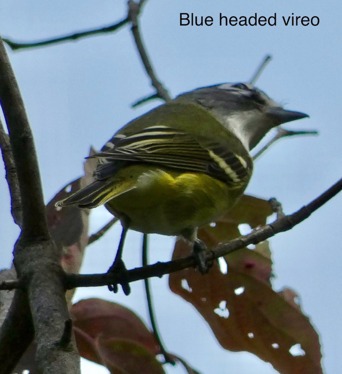 Blue-headed Vireo - ML641881126