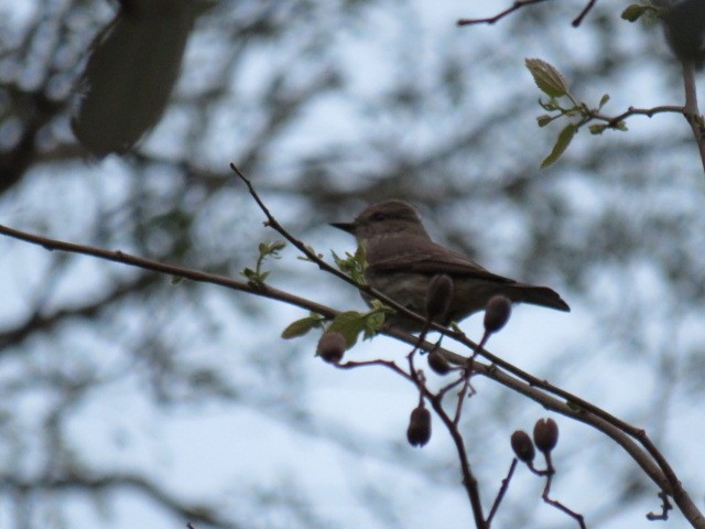 Vermilion Flycatcher - ML641881146