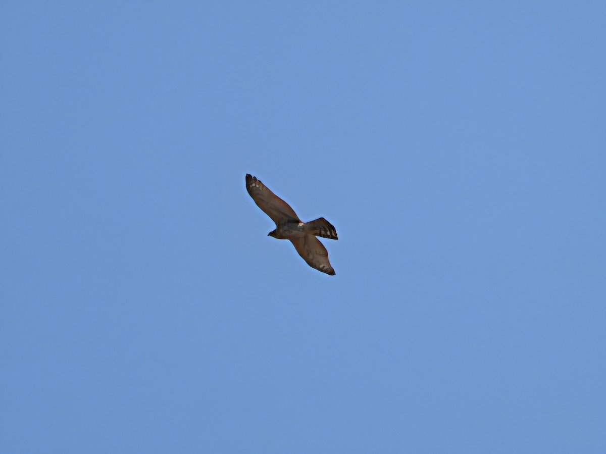 American Goshawk - ML641881160