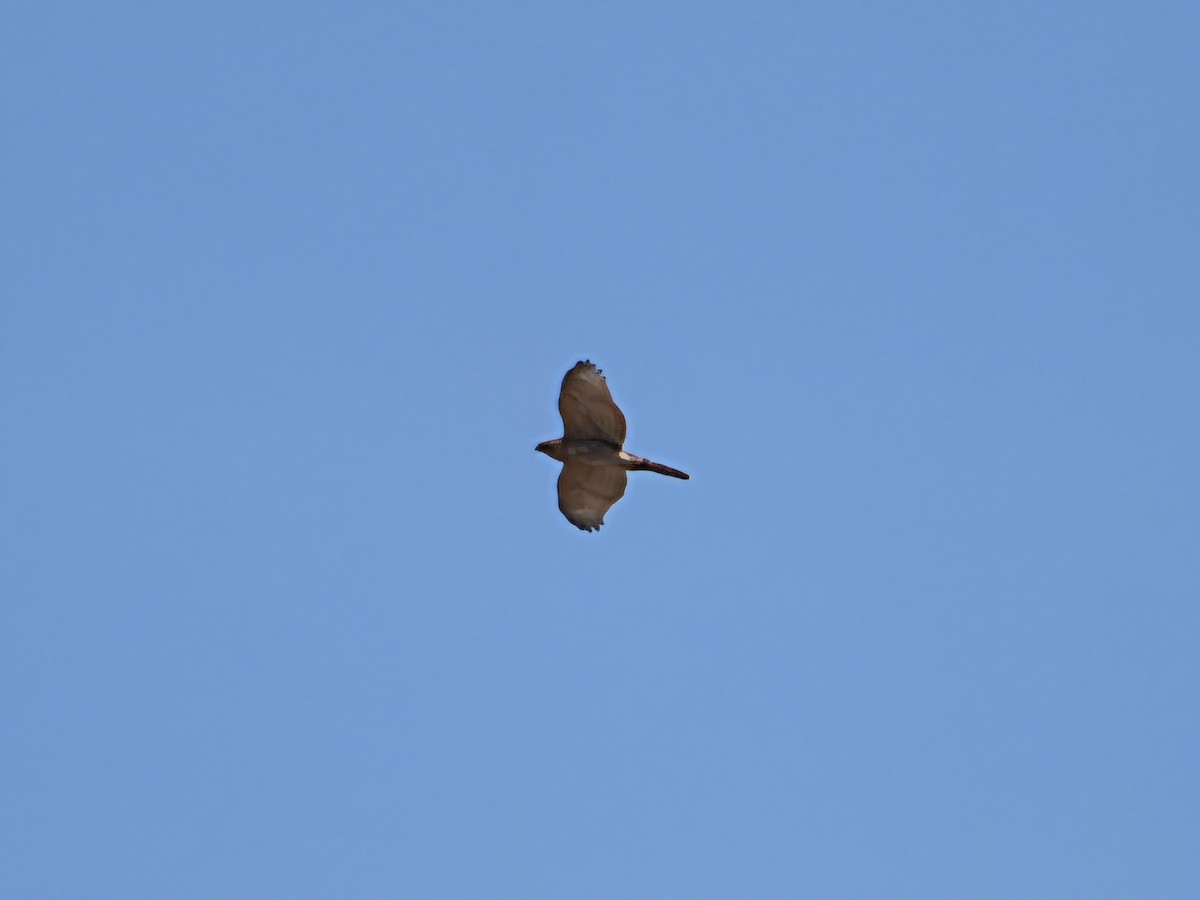 American Goshawk - ML641881161