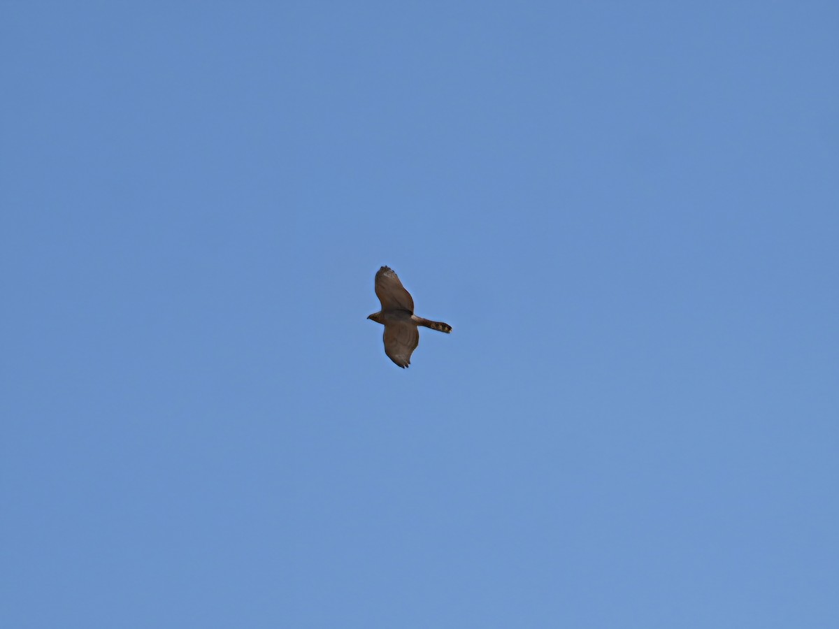 American Goshawk - ML641881162