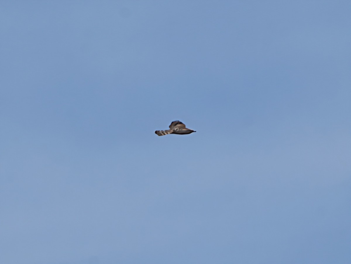 American Goshawk - ML641881163