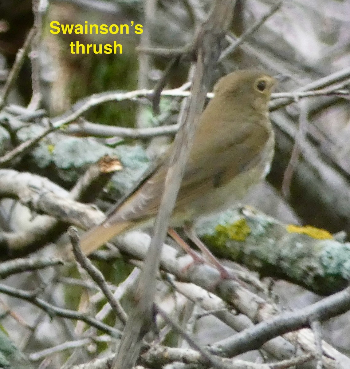 Swainson's Thrush - ML641881166