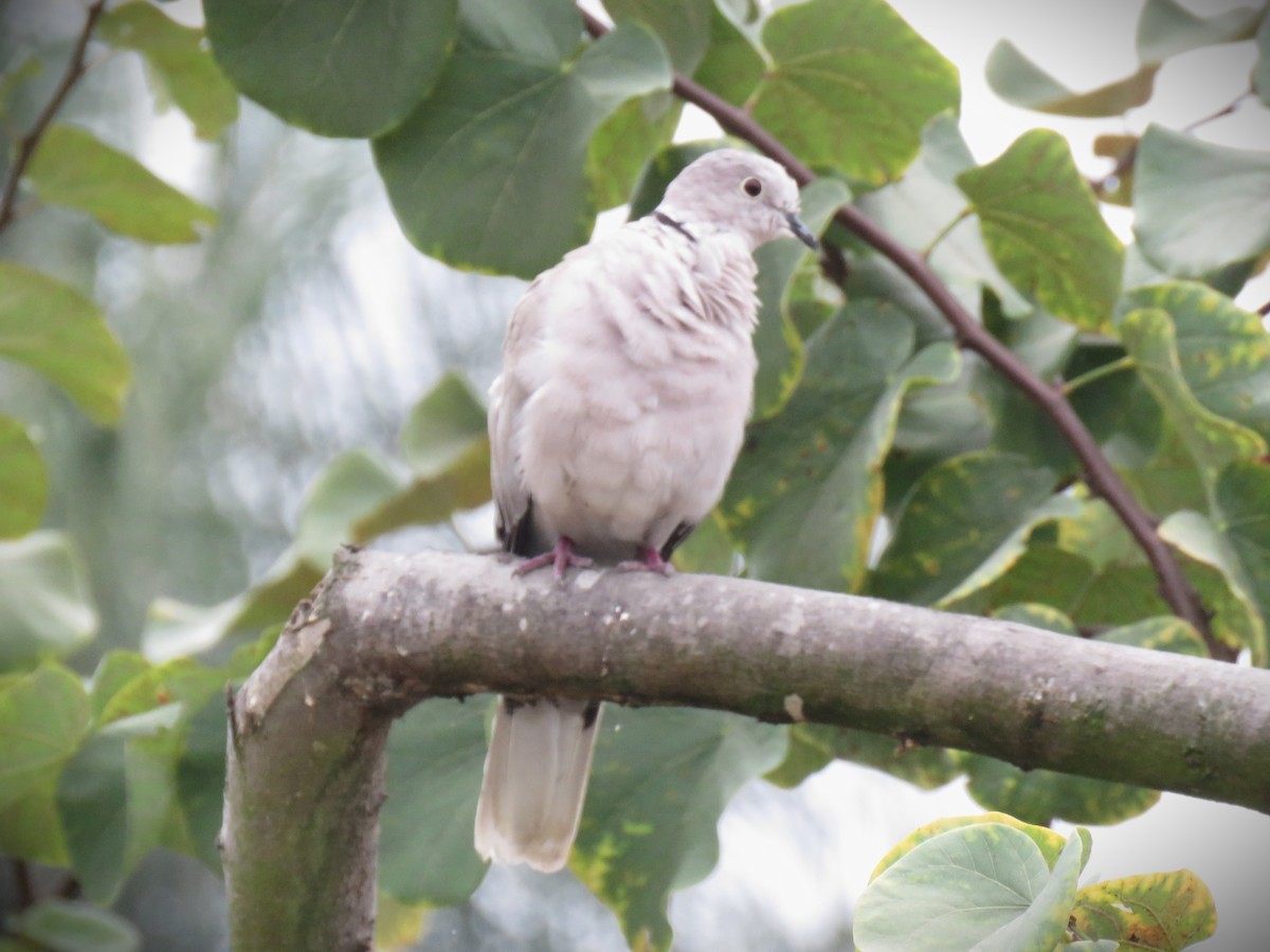 Eurasian Collared-Dove - ML641881169