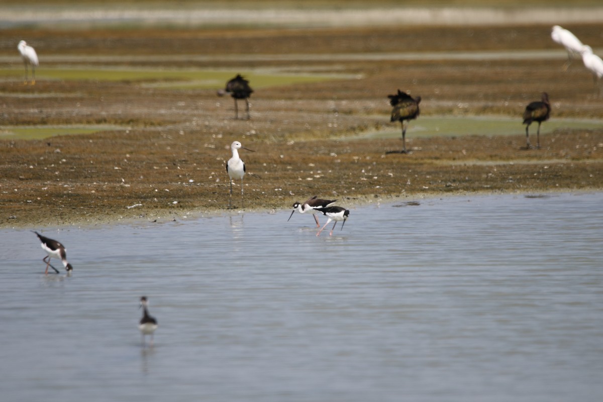 American Avocet - ML641881171