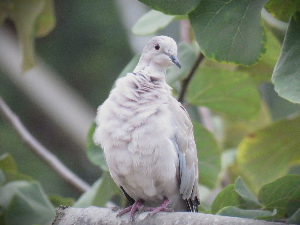 Eurasian Collared-Dove - ML641881180