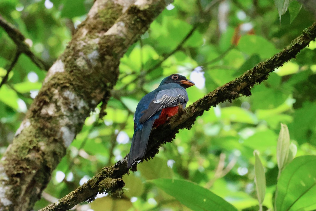 Slaty-tailed Trogon - ML641881184