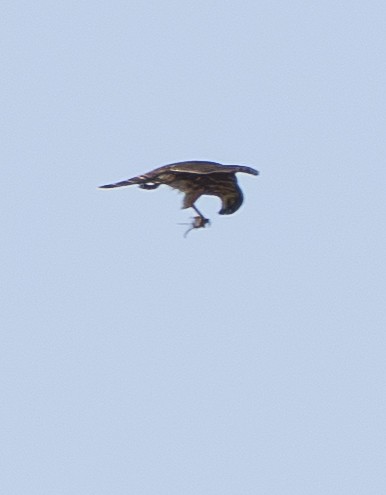 Merlin - ML641881187