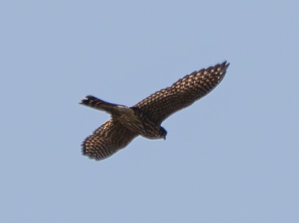 Merlin - ML641881192